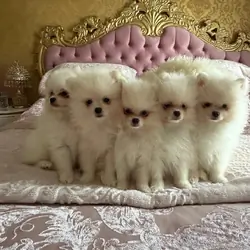 Gorgeous White Pomeranian Puppies