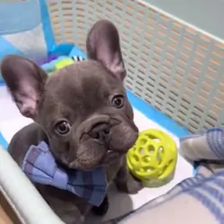 Sweet 10-Week Lilac French Bulldog Puppy – Rosy