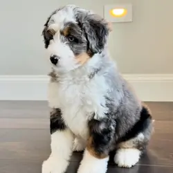 Bernedoodle