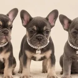 French bulldog puppies ready now last 3