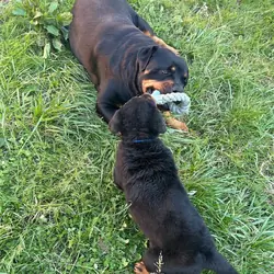 Beautiful Rottweiler Pup For Sale