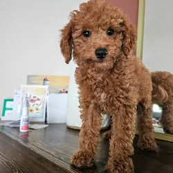 Beautiful F2BB FEMALE Mini Goldendoodle Puppy