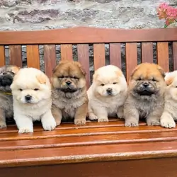 Cream chow chow puppies