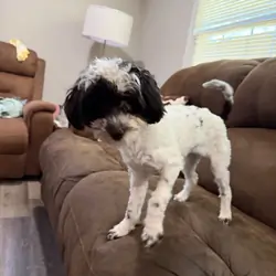 Maltipoo