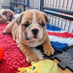 Beyond the Puppy Advert: Traditional Bulldogs