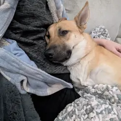 Malinois Mix