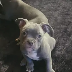 American bully puppy
