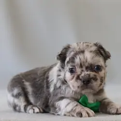 Fluffy French Bulldogs For Sale