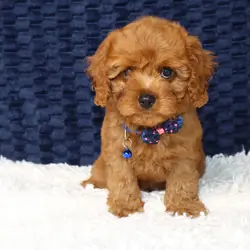 Cavapoos Puppies For Sale