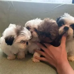 Shih Tzu Puppies For Sale