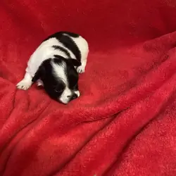 Chihuahua puppies