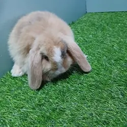 Purebred Holland Lop Bunny