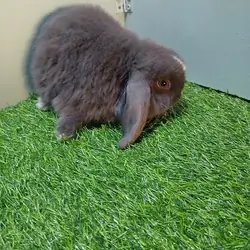 Holland Lop Bunny
