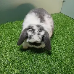 Holland Lop Baby