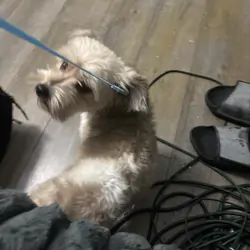 Multi-Pooh for rehoming