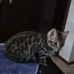 Bengal munchkin mix kitten