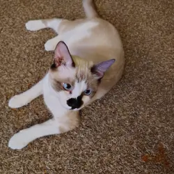 Ragdoll kitten