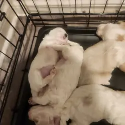 4 Girl Maltipoo 5 weeks old $950