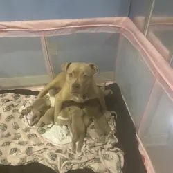 Puppy