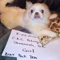 C.K.C. / U.T.D. Pekingese