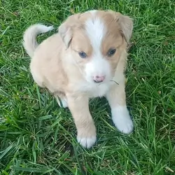 Puppies for sale