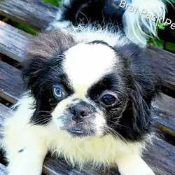 CKC/UTD Pekingese