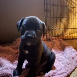 4 mastiffs Great Dane puppies