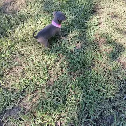Chihuahua Puppy Girl Not Registered