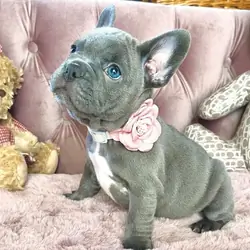 blue Eyes purebred French Bulldog puppies