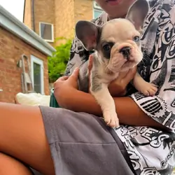 2 Male French bulldog puppies ready to go