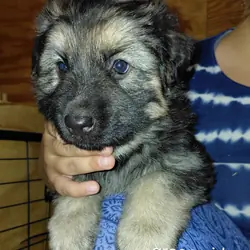 Puppies