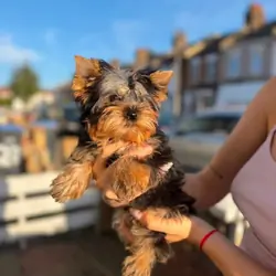 Beautiful Yorkshire Terrier Puppies-Boy & Girl