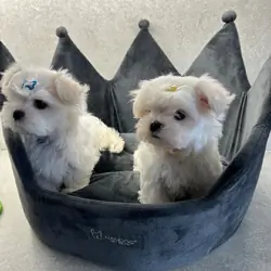 Reg Korean Maltese Male Puppy Ready now