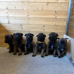 BELGIAN MALINOIS PUPPIES AVAILABLE