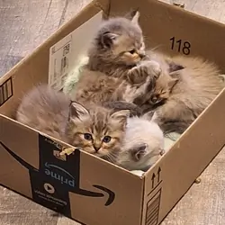 Registered Ragdoll Kittens