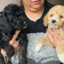 Extra Mini Goldendoodle Puppies for Sale