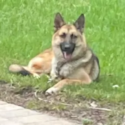 full bred female fixed German Shepard dog