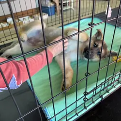 full bred female fixed German Shepard dog