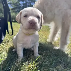 Labradoodle puppies