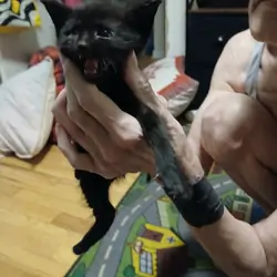 Kittens