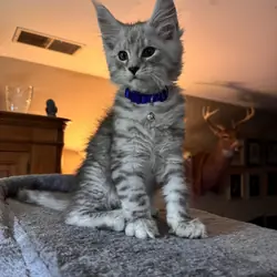 ACFA Certified Maine Coon Kittens