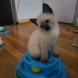 Beautiful Siamese Kittens – Available in December