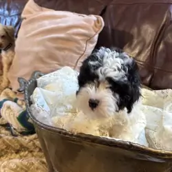 AKC PARTI (B/W) TOY POODLE