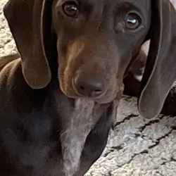 Chocolate Mini Dachshund