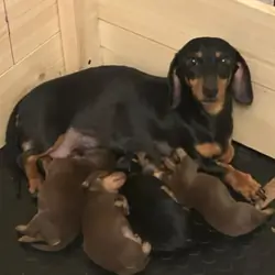Beautiful dachshund puppies