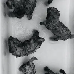 Cockapoo