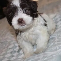 Purebred Havanese M