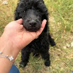 Poodle Puppies