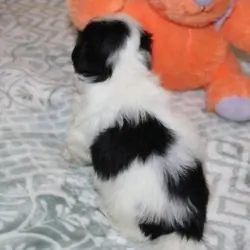 Havanese M puppy purebred - Cider
