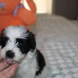Havanese M puppy purebred - Cider